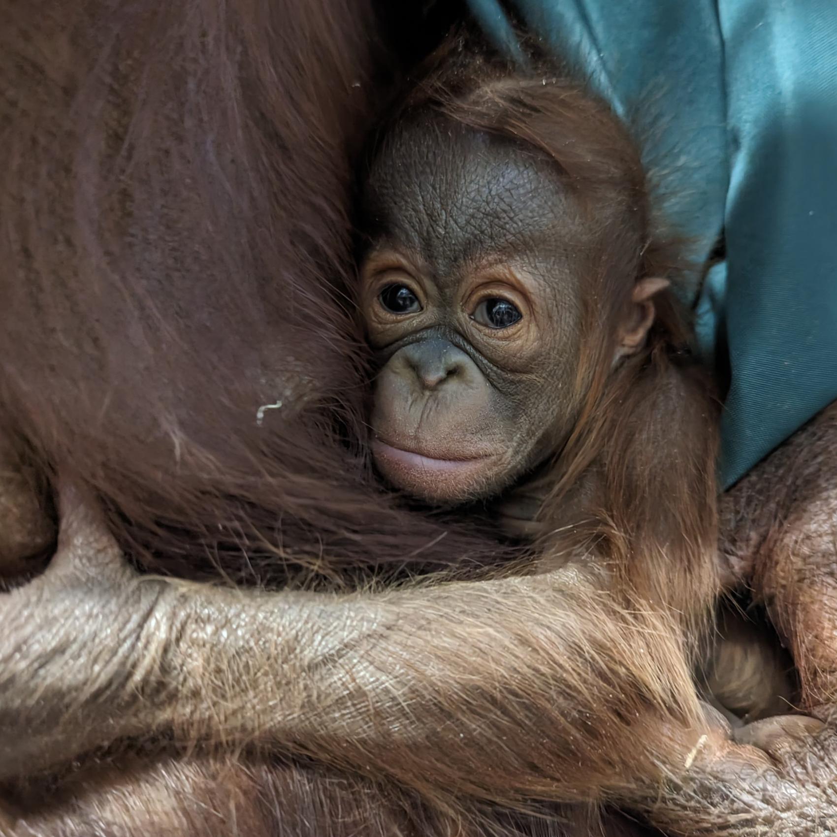 First Critically Endangered Bornean Orangutan Born at the Columbus Zoo and Aquarium in 60 Years